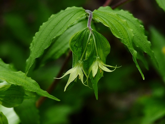 {Prosartes lanuginosa}